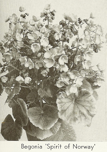 B. ‘Spirit of Norway’